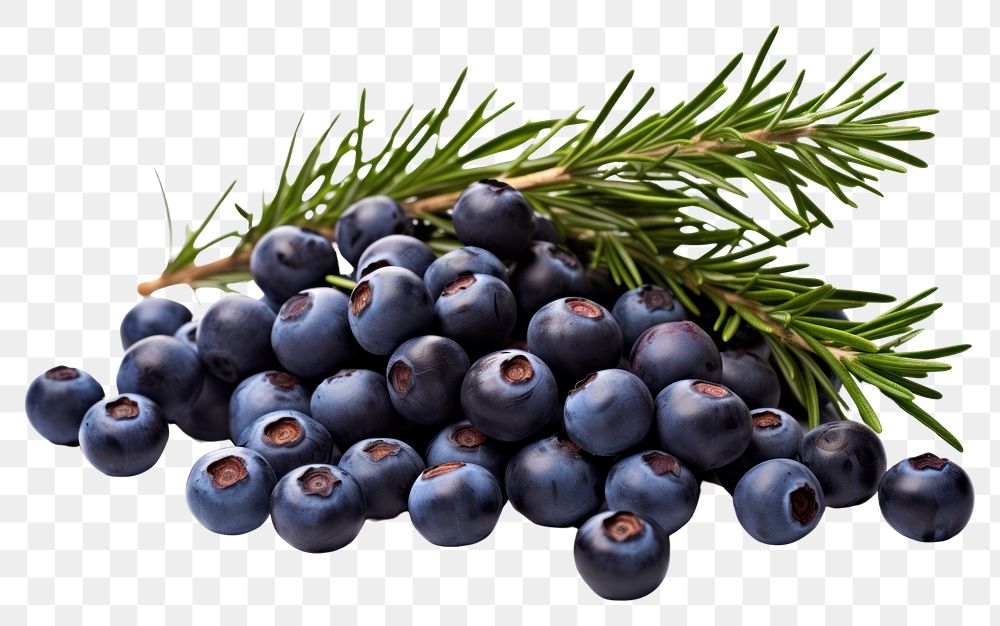 PNG Juniper berries blueberry fruit plant. AI generated Image by rawpixel.