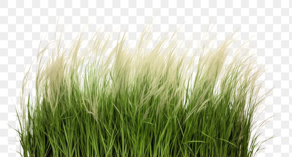 PNG Meadow grass plant white background