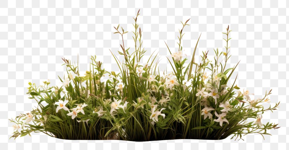 PNG Wildflower meadow plant grass