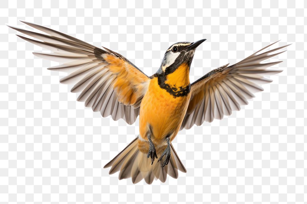 PNG Meadowlark flying animal robin