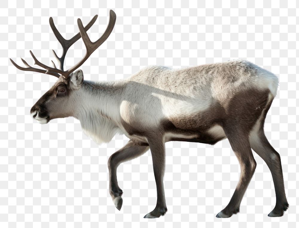 PNG Reindeer wildlife animal mammal. AI generated Image by rawpixel.