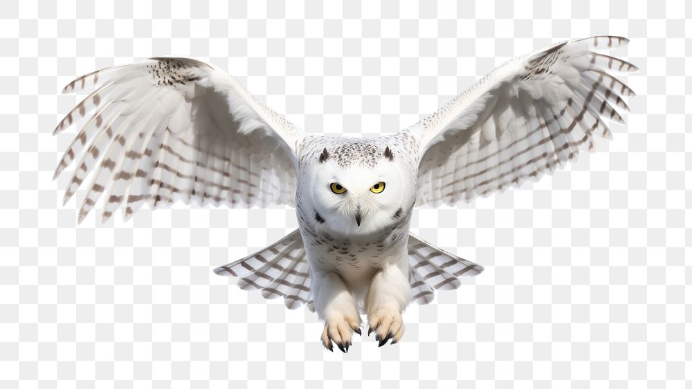 PNG Snowy owl animal flying white. AI generated Image by rawpixel.