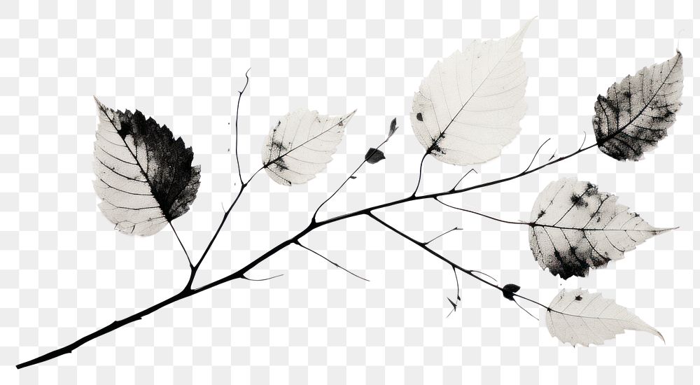 PNG Fall leaves drawing sketch plant. AI generated Image by rawpixel.