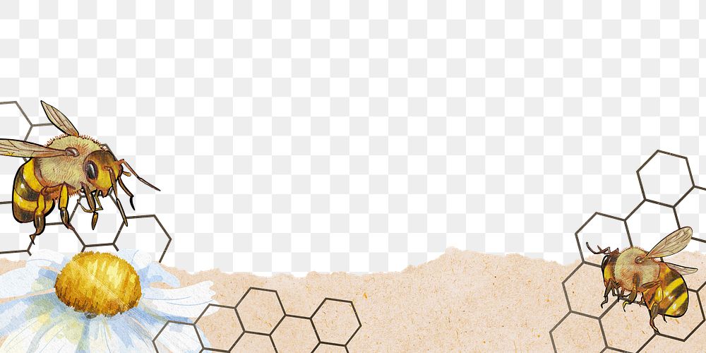 Bees png ripped paper border, transparent background