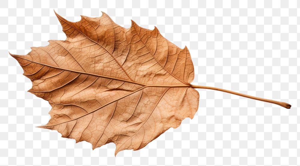 PNG A dry leaf plant tree  