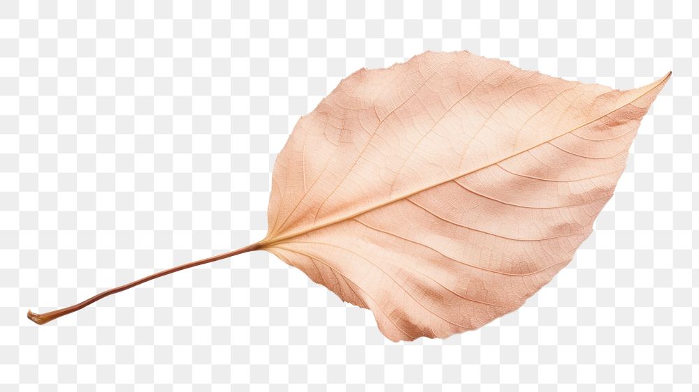 PNG A dry leaf plant white background fragility. AI generated Image by rawpixel.