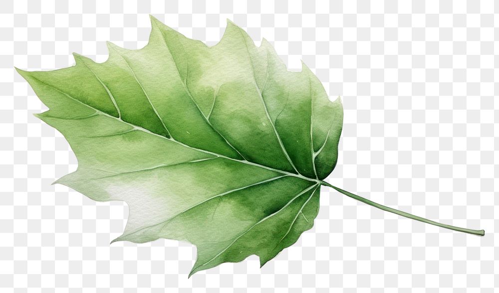 PNG A leaf plant tree white background. AI generated Image by rawpixel.