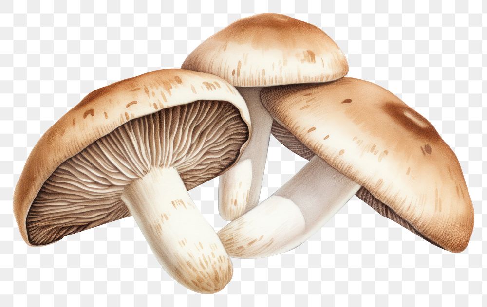 PNG Shiitake Mushroom mushroom fungus white background. AI generated Image by rawpixel.