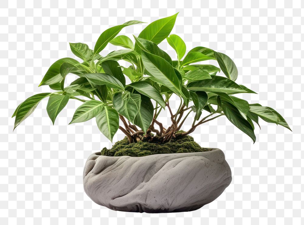 PNG  Plant Decor Indoor plant bonsai leaf. AI generated Image by rawpixel.