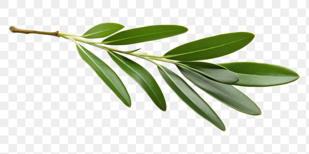 PNG Olive plant herbs leaf. AI generated Image by rawpixel.