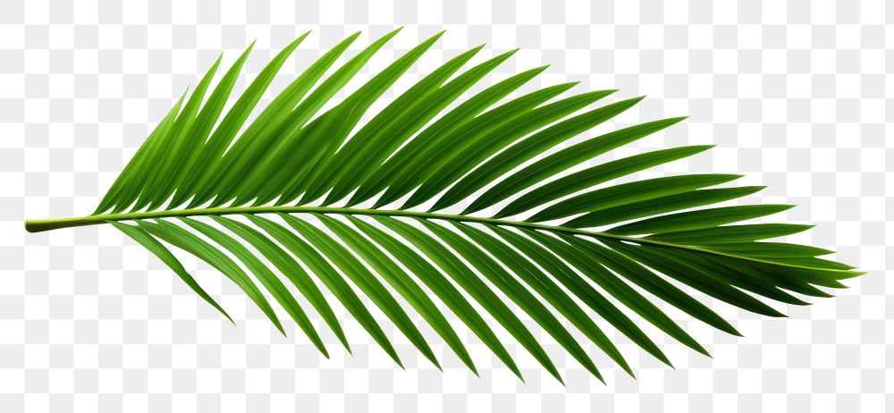 PNG Coconut leaf plant green tree. 