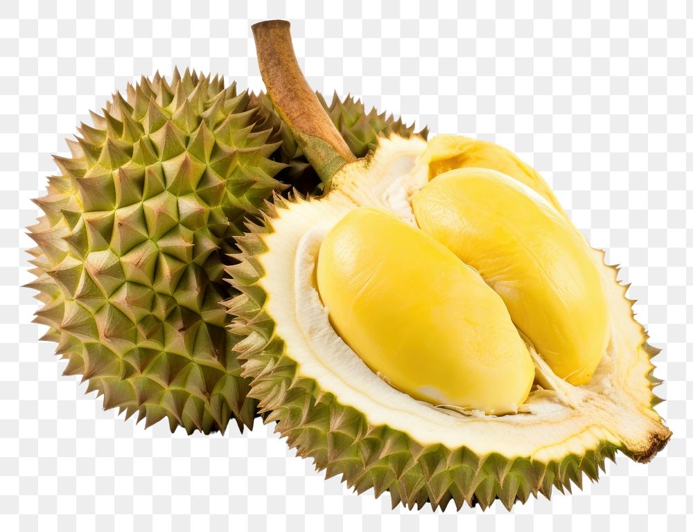 PNG  Durian fruit plant food