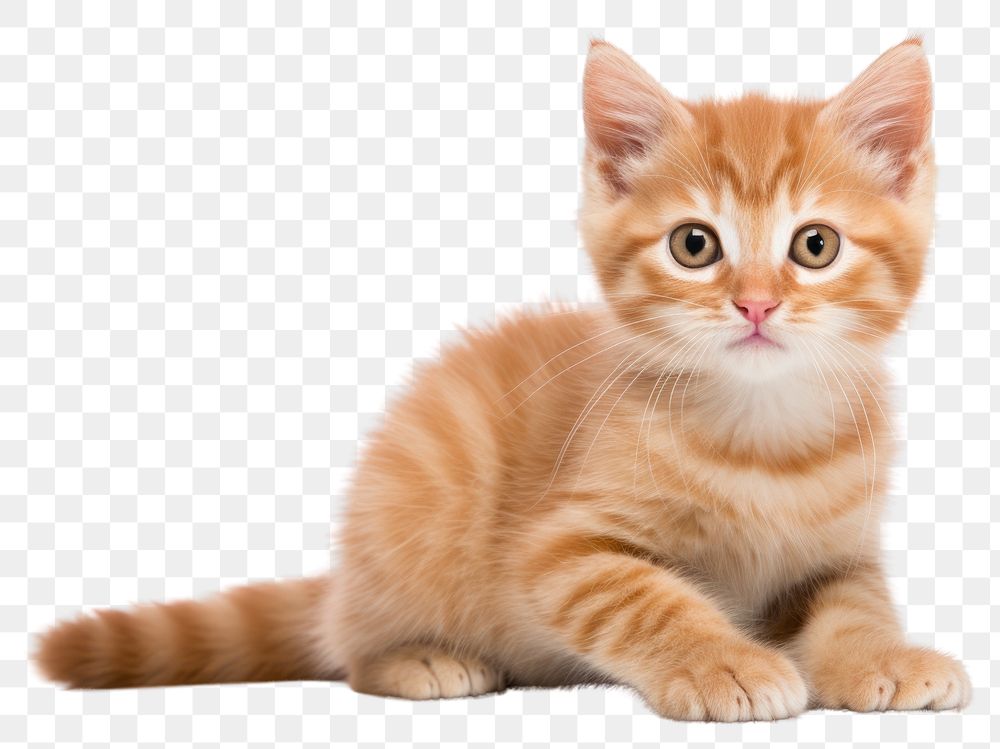 PNG  Ginger kitten mammal animal pet. AI generated Image by rawpixel.