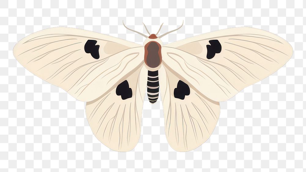 PNG Moth butterfly insect animal. 