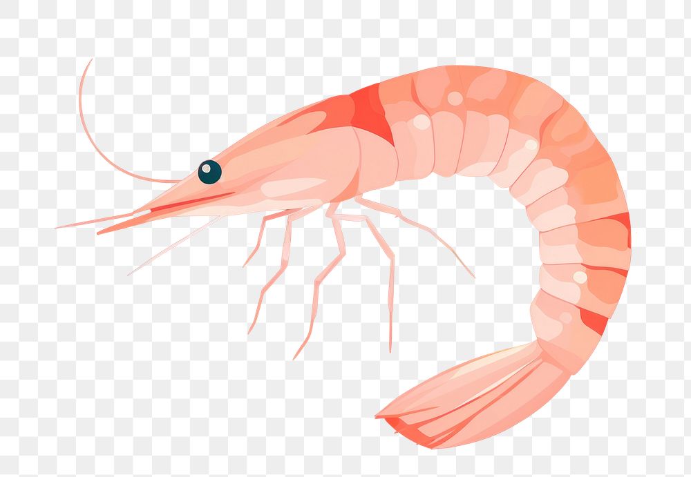 PNG Shrimp seafood animal invertebrate. 