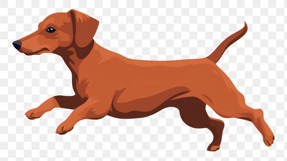 PNG Dog dachshund animal mammal. 