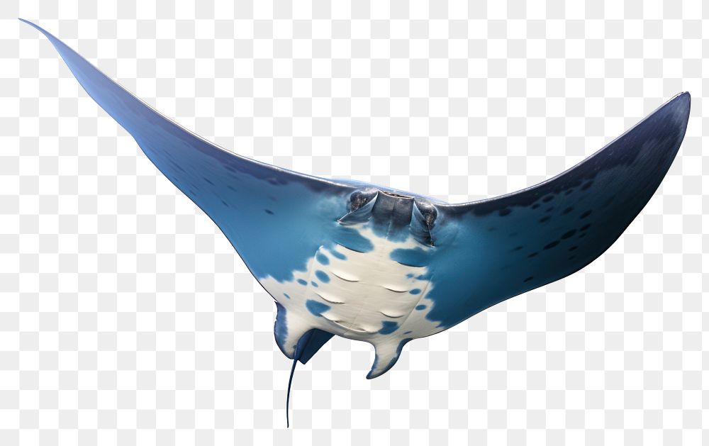 PNG Manta ray animal white background wildlife. AI generated Image by rawpixel.