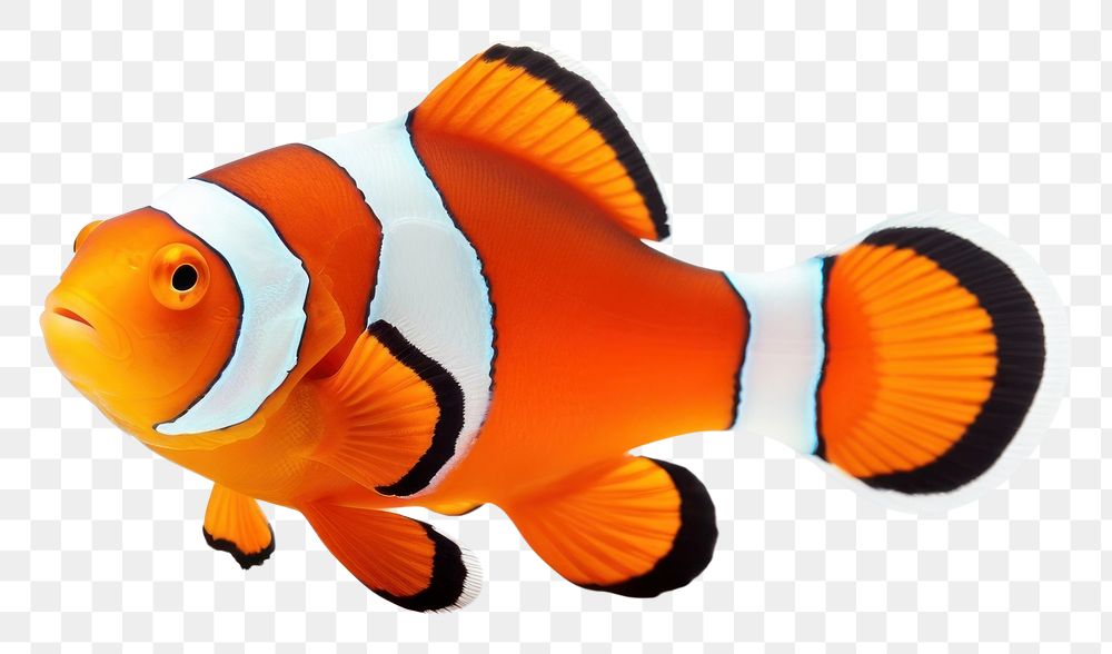 PNG Clownfish animal white background pomacentridae. AI generated Image by rawpixel.