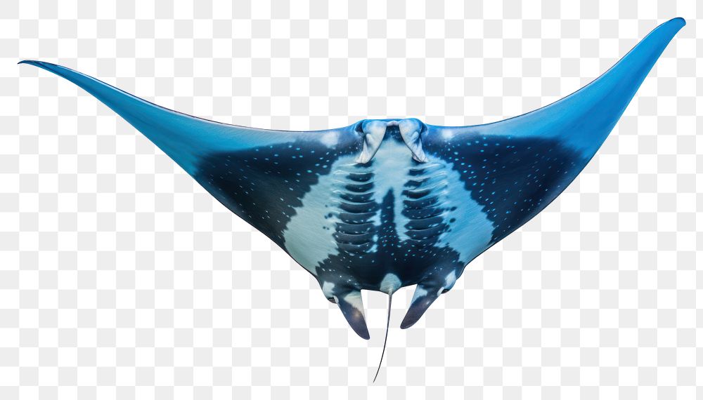 PNG Manta ray animal fish white background. AI generated Image by rawpixel.