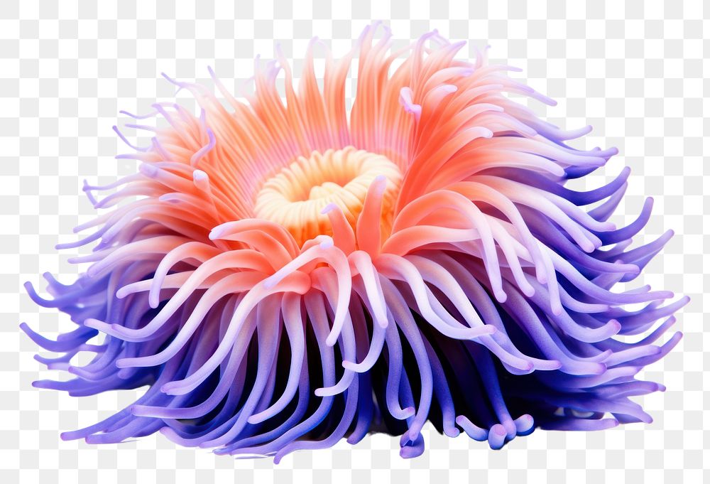 PNG Sea anemone plant white background inflorescence. AI generated Image by rawpixel.