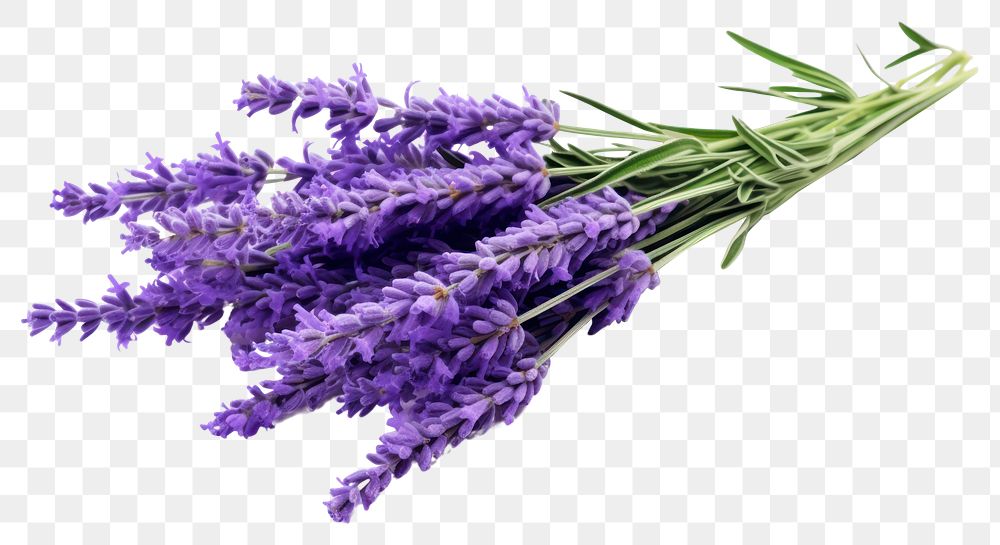 PNG Lavender flower plant  