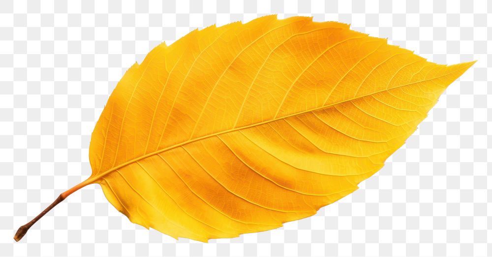 PNG Autumn tree leaves plant leaf. AI generated Image by rawpixel.