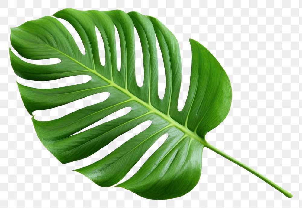 PNG Leaf plant white background xanthosoma. AI generated Image by rawpixel.