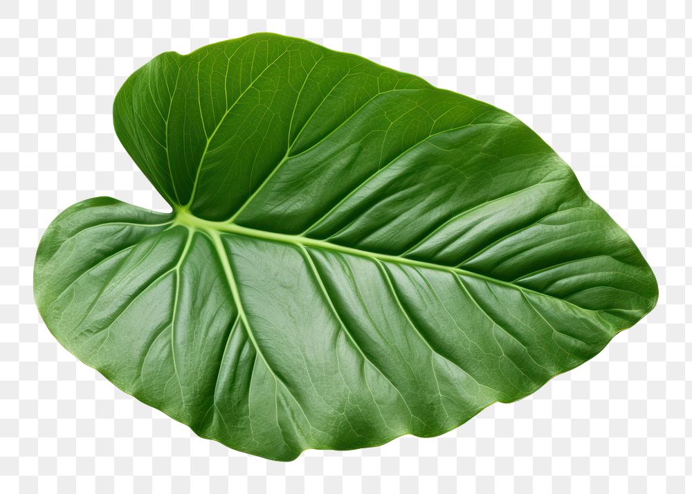 PNG Tropical Alocasia leaf plant white background xanthosoma. AI generated Image by rawpixel.