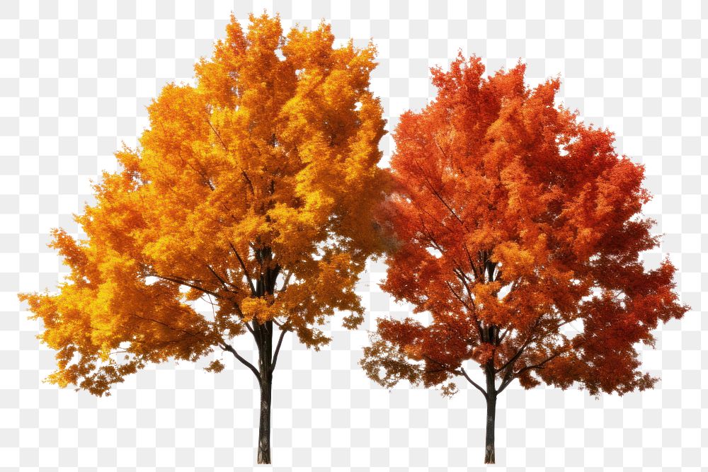 PNG Autumn trees outdoors plant maple. AI generated Image by rawpixel.