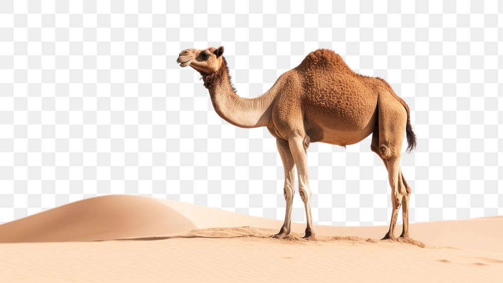 PNG Desert animal mammal camel. AI generated Image by rawpixel.