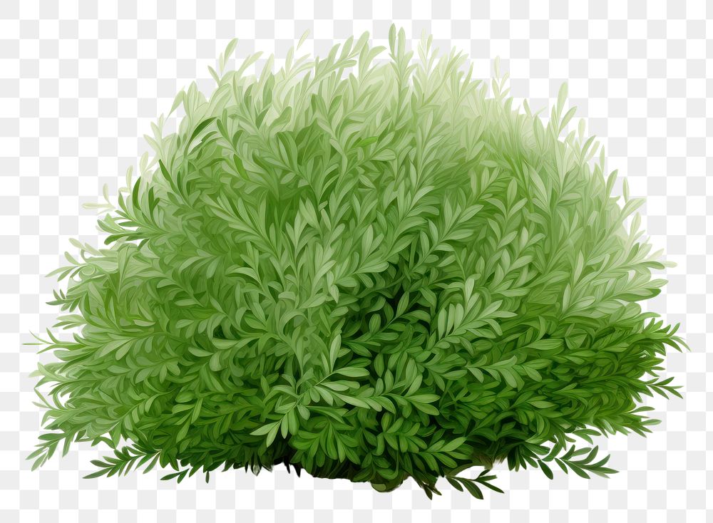 PNG  Bush plant grass herbs. AI generated Image by rawpixel.