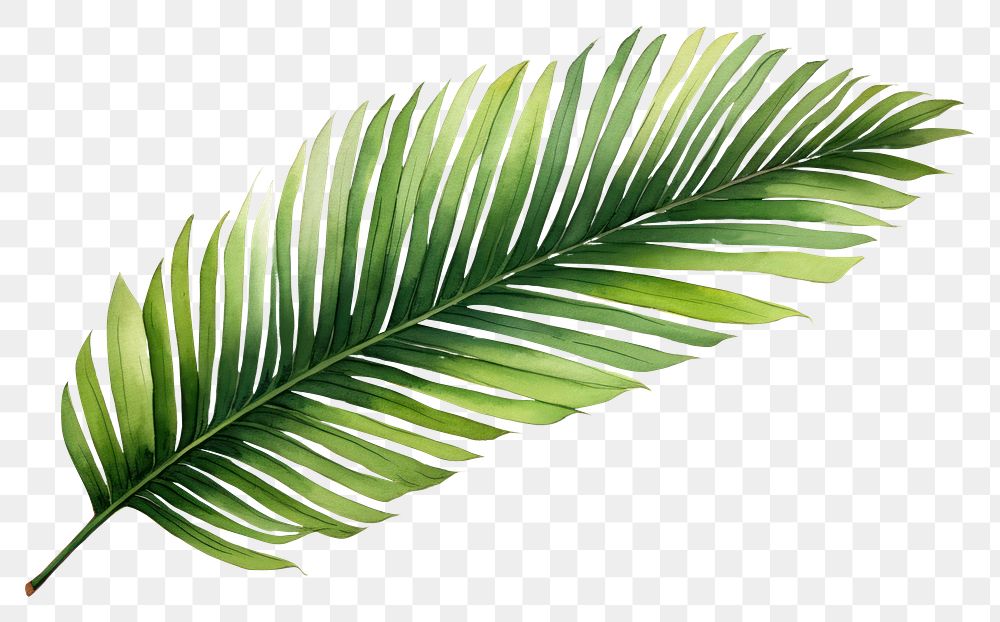 PNG Palm leaf sketch plant tree. AI generated Image by rawpixel.