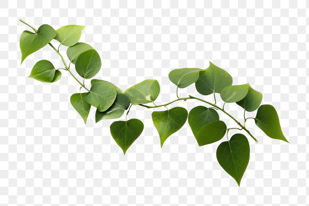 PNG  Heart shape grenn leaves branch plant herbs