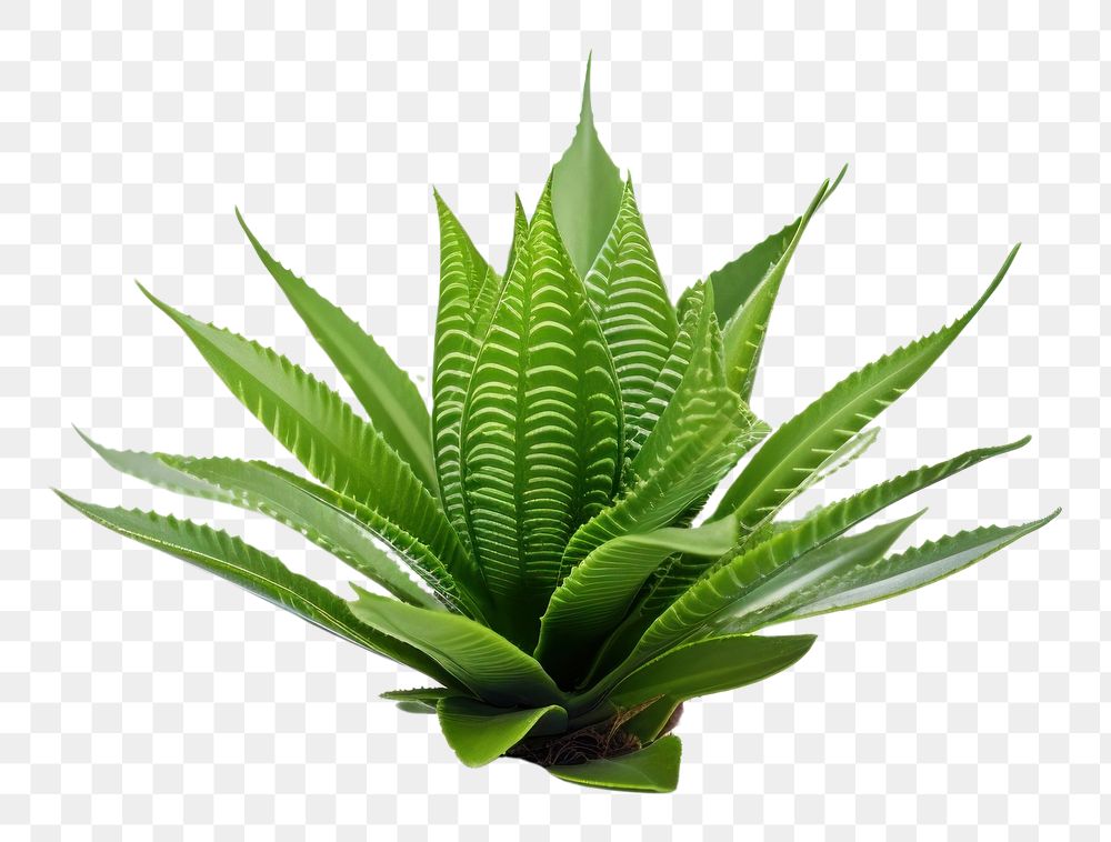 PNG  Plant leaf aloe xanthorrhoeaceae. AI generated Image by rawpixel.