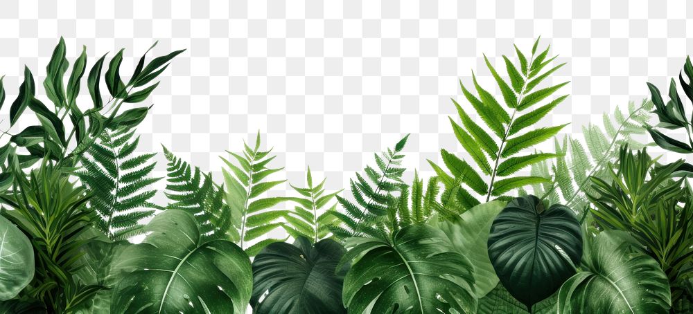 PNG  Tropical forest nature plant green