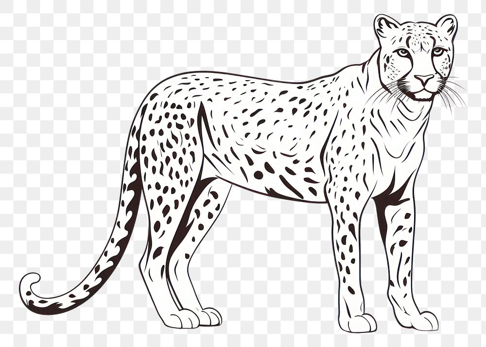 PNG Safari cheetah wildlife leopard drawing. AI generated Image by rawpixel.