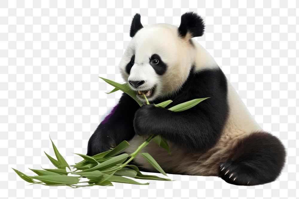 PNG Panda wildlife animal mammal. 