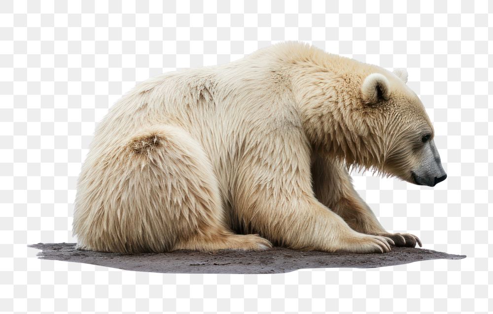 PNG Bear wildlife animal mammal. AI generated Image by rawpixel.