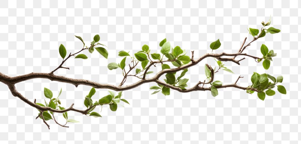 PNG A tree branches plant leaf white background. 