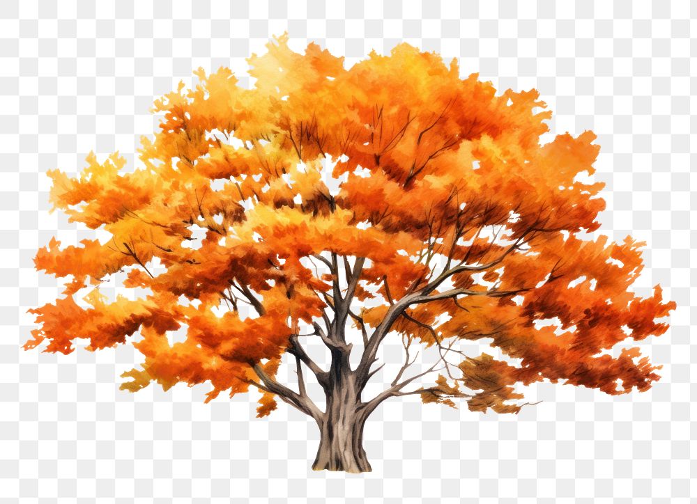 PNG Autumn tree autumn plant maple. AI generated Image by rawpixel.