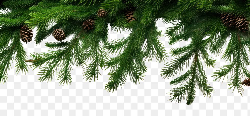 PNG  Fir branches backgrounds plant tree. AI generated Image by rawpixel.