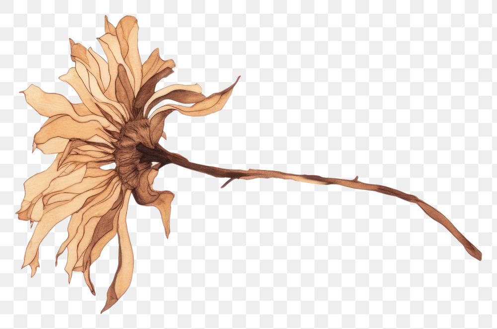 PNG  Dried flower drawing sketch plant. 