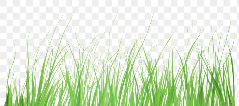 PNG Grass plant green lawn border. 