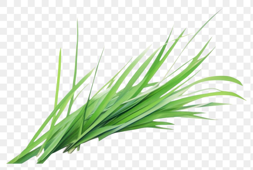 PNG  Grass plant leek white background. 