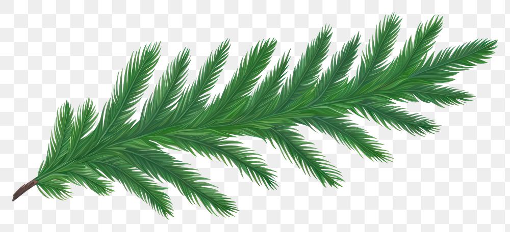 PNG  Pine leaves plant leaf fern. AI generated Image by rawpixel.