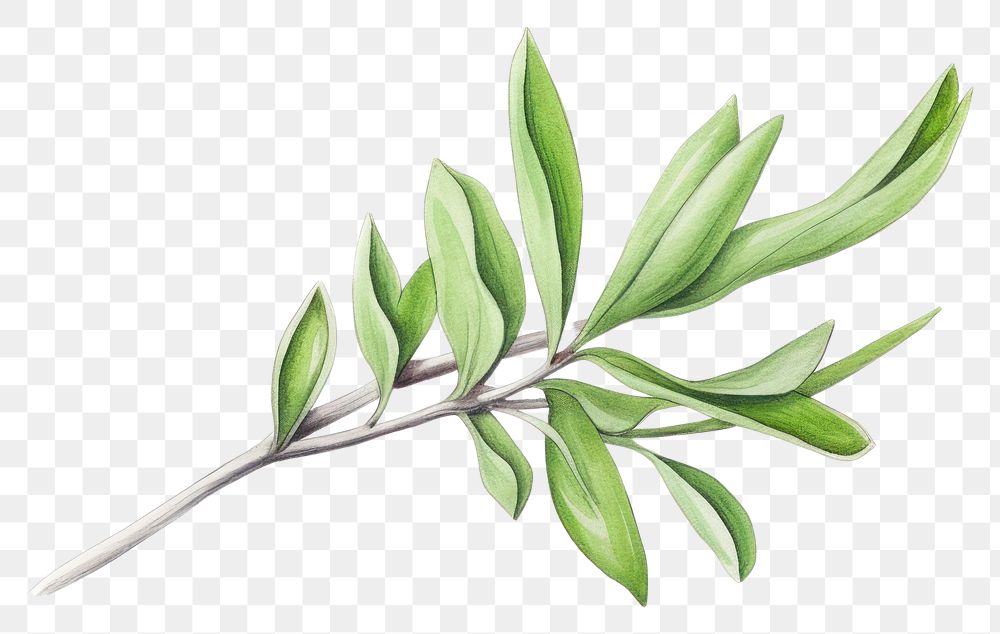 PNG Leaf branch. AI generated Image by rawpixel.
