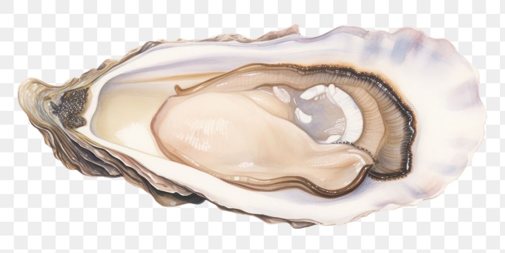 PNG  Oyster seafood clam white background invertebrate. AI generated Image by rawpixel.