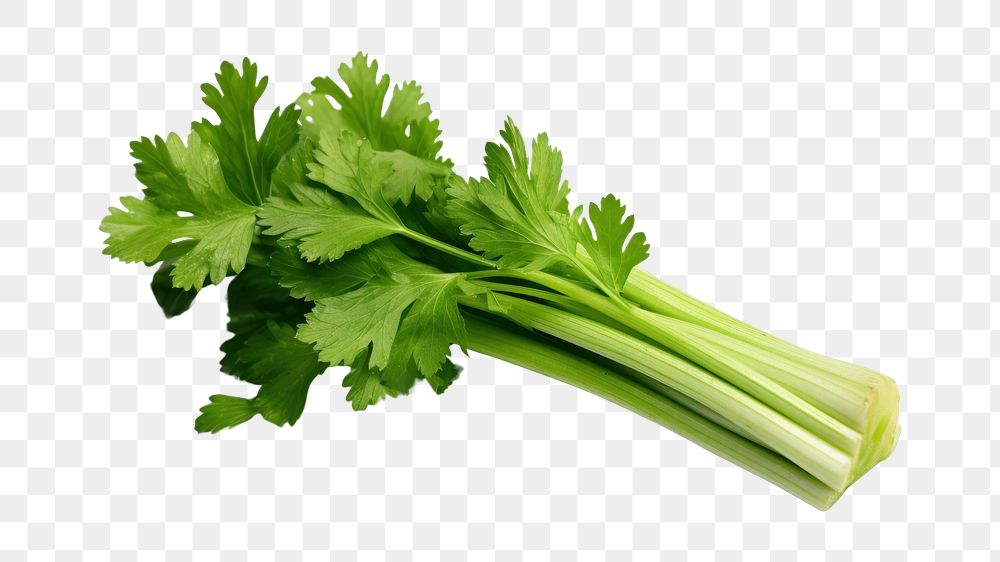 PNG  Celery parsley plant herbs. AI generated Image by rawpixel.