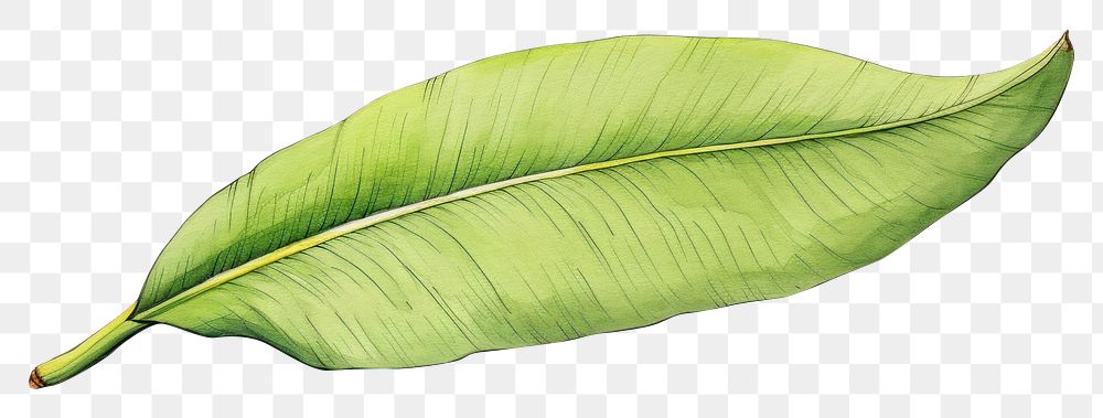 PNG Banana leaf sketch plant white background. AI generated Image by rawpixel.