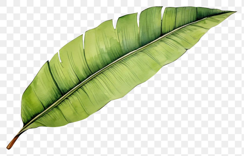 PNG Banana leaf plant white background nature. AI generated Image by rawpixel.